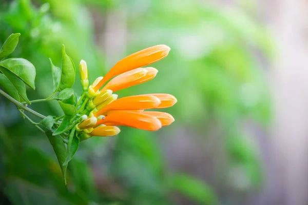 Trombeta laranja, Flame flower, Fire-cracker vine — Fotografia de Stock