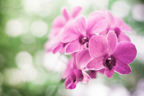 Bela flor de orquídea — Fotografia de Stock