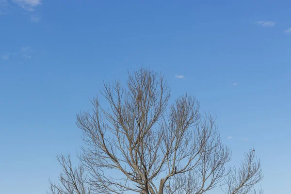 Äste von totem Baum — Stockfoto