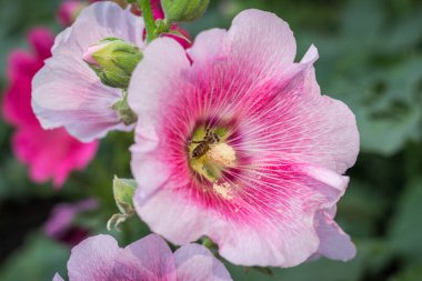 pembe Gül Fatma çiçek.