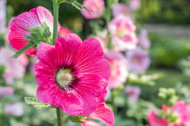 pembe Gül Fatma çiçek.