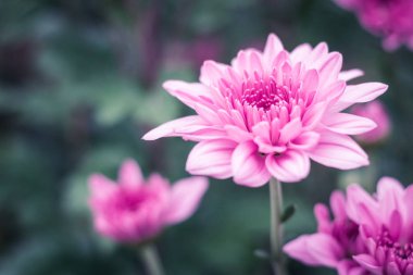 Mor papatya Çiçek bahçesinde.