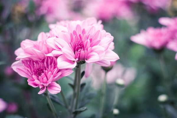 Chrysanthemum Flower in Garden.