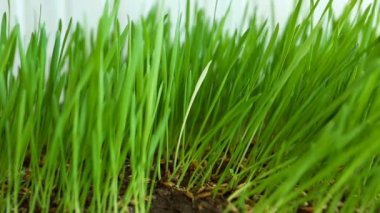 Kişilik kalabalığın içinde. Beyaz bıçak (yabancı) arasında çim geri kalanı. Takım içinde özgünlük