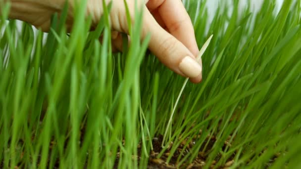 Discriminación Concepto social: Hoja blanca entre la hierba verde (eliminar las malas hierbas no deseadas). La supresión de la individualidad — Vídeo de stock