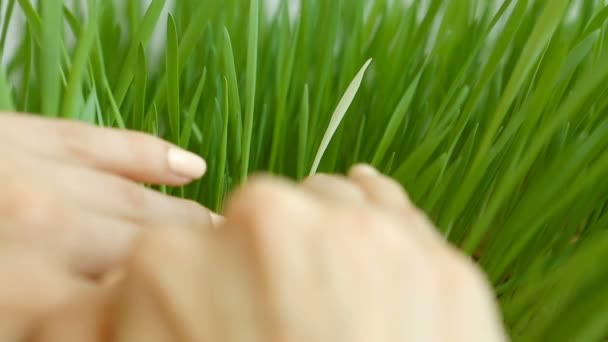 Personalidad en la multitud. Hoja blanca (alienígena) entre el resto de Grass. Originalidad en el equipo — Vídeo de stock