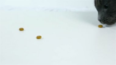 Kedi Gıda (tatlı diş) tırmalıyor. Beyaz arka plan üzerinde komik gri sevimli kedi