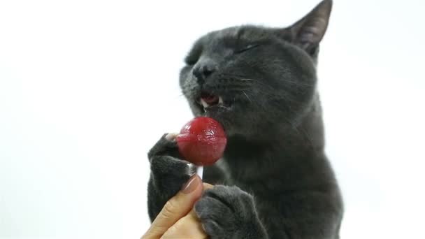 Gato lamiendo una piruleta (goloso). Gris divertido lindo gato sobre fondo blanco — Vídeos de Stock