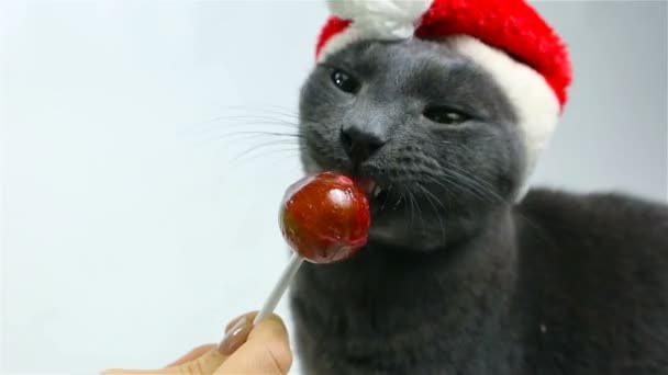 Cat Santa lamiendo una piruleta. Gris divertido gato santa — Vídeo de stock