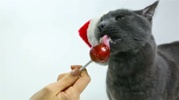 Cat Santa lamiendo una piruleta. Gris divertido gato santa — Vídeos de Stock