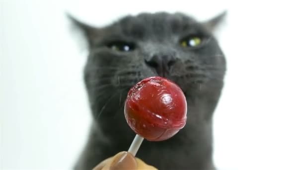 Katze leckt einen Lutscher (süßen Zahn). lustige graue niedliche Katze auf weißem Hintergrund — Stockvideo