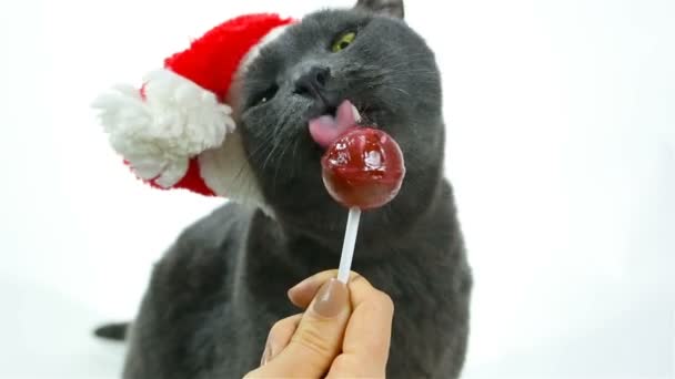 Kat Santa likken een lolly. Grappige grijze kat Santa — Stockvideo