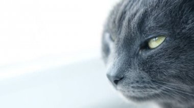 Kedi portre. Şiddetli huysuz purebred kedi. Komik evcil hayvanlar. Kedi gözleri Close-Up.