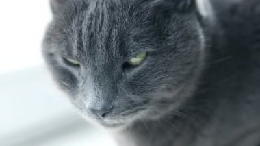 Kedi portre. Şiddetli huysuz purebred kedi. Komik evcil hayvanlar. Kedi gözleri Close-Up.