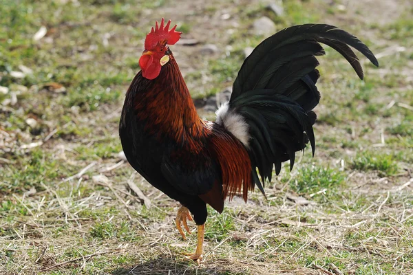 Dark cock in a farm Stock Photo