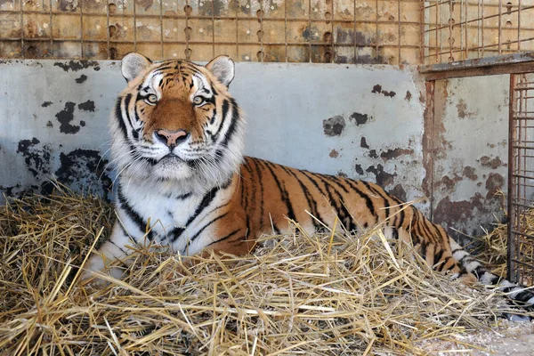Tigre siberiano em uma jaula — Fotografia de Stock
