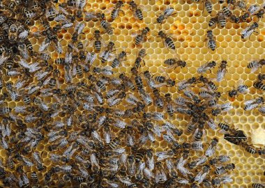 Bal peteği üzerinde çalışan arılar