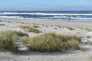 Sandy beach bir çim ile