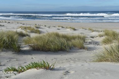 Sandy beach bir çim ile