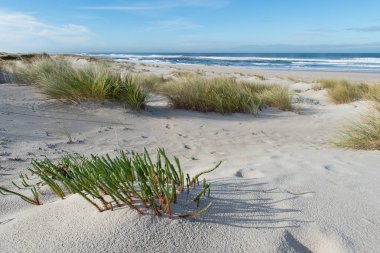 Sandy beach bir çim ile