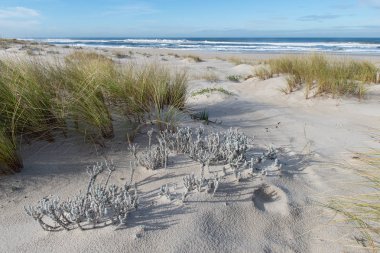 Sandy beach bir çim ile
