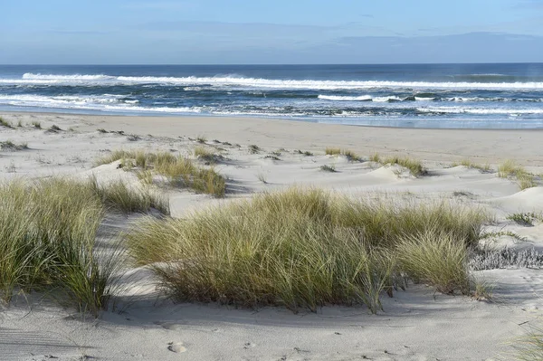 Sandy beach bir çim ile