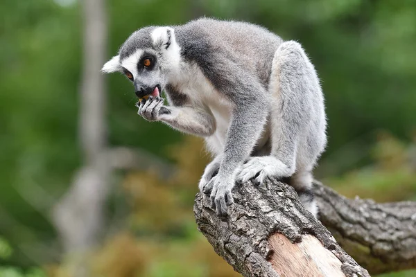 Ring-Tailed Maki — Stok fotoğraf