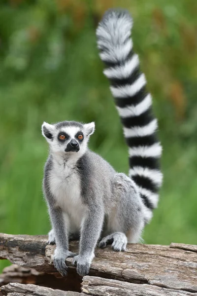 Ogoniasty lemur — Zdjęcie stockowe