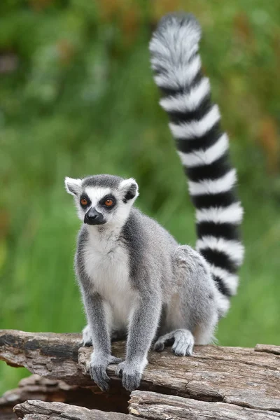 Ogoniasty lemur — Zdjęcie stockowe