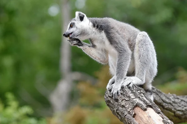 Ring-Tailed Maki — Stok fotoğraf