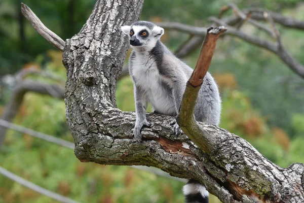 Ring-Tailed Maki — Stok fotoğraf