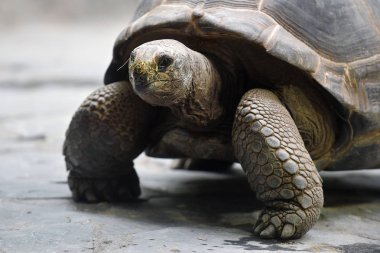 Aldabra dev kaplumbağası.