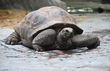 Aldabra dev kaplumbağası.