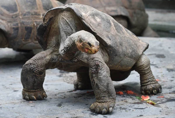 Aldabra reuzenschildpad — Stockfoto