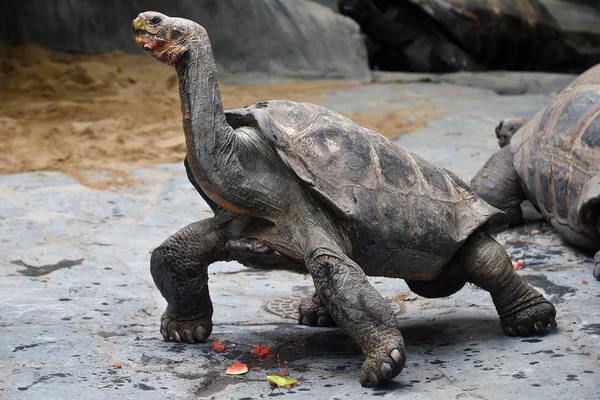 Aldabra dev kaplumbağası.