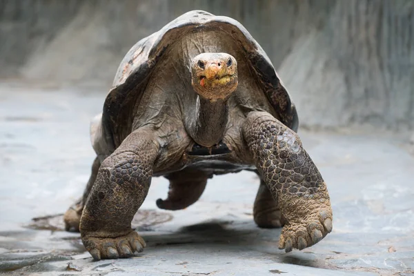 Aldabra reuzenschildpad — Stockfoto