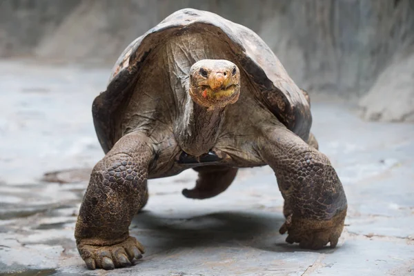 Tortue géante Aldabra — Photo