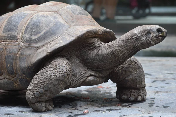 Aldabra reuzenschildpad — Stockfoto