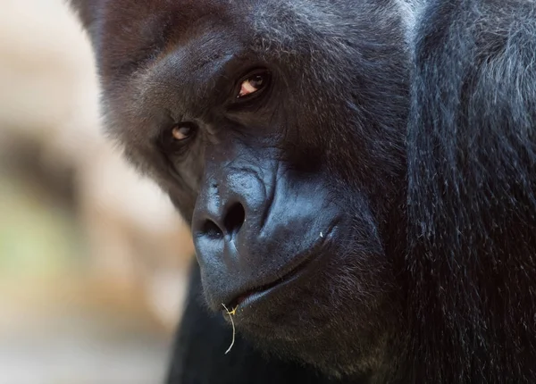 Gezicht van Westelijke gorilla — Stockfoto