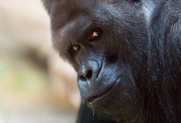 Gezicht van Westelijke gorilla — Stockfoto