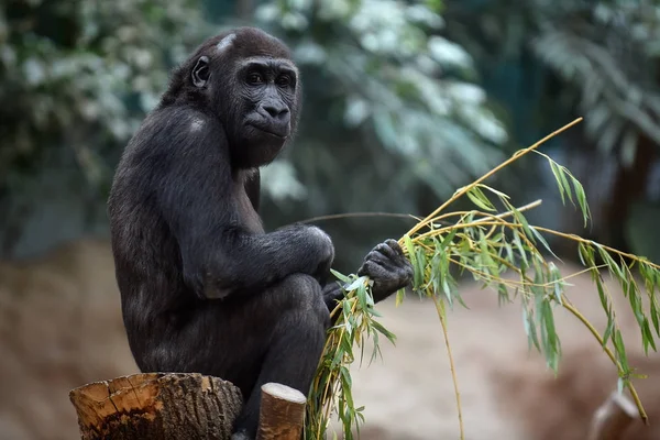 Westelijke gorilla in een dierentuin — Stockfoto