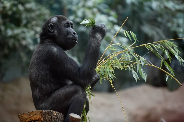 Westelijke gorilla in een dierentuin — Stockfoto
