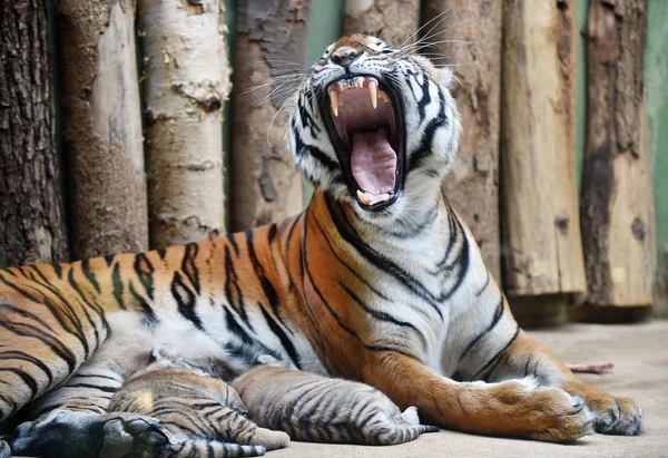 Filhotes de tigre malaio com sua mãe — Fotografia de Stock