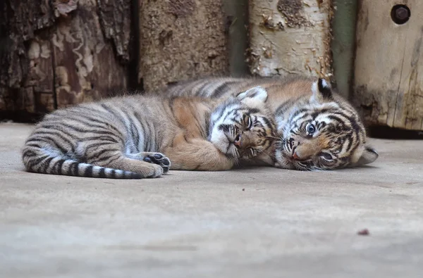 Cachorros tigre de Malasia — Foto de Stock