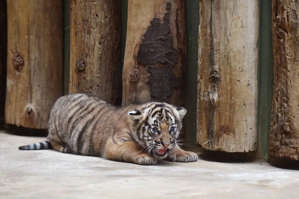 Filhote de tigre da Malásia — Fotografia de Stock