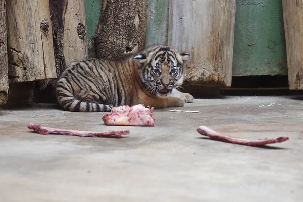 Filhote de tigre da Malásia — Fotografia de Stock