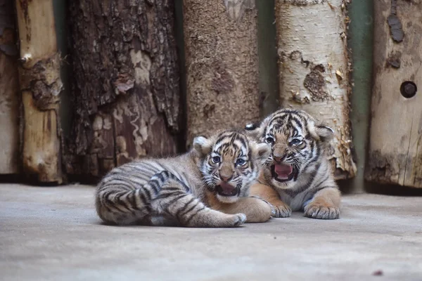 Cachorros tigre de Malasia — Foto de Stock