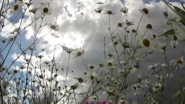 Sommerfeld mit weißen Gänseblümchen. hd video Lizenzfreies Stock-Filmmaterial