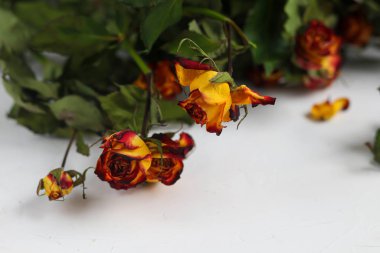 Turuncu güller. Şenlik havası. Kartpostal, pankart. Boşluğu kopyala.