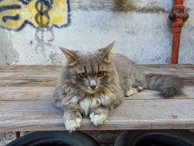 Gri kedi ahşap bir yüzeyde dinleniyor. Avın izini sürüyor..